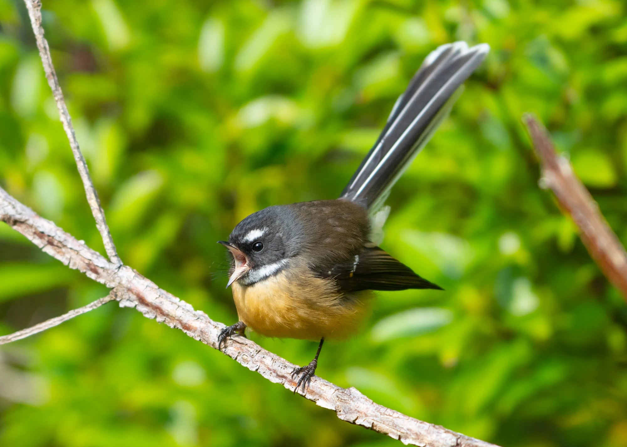 Fantail singing in our protected forests